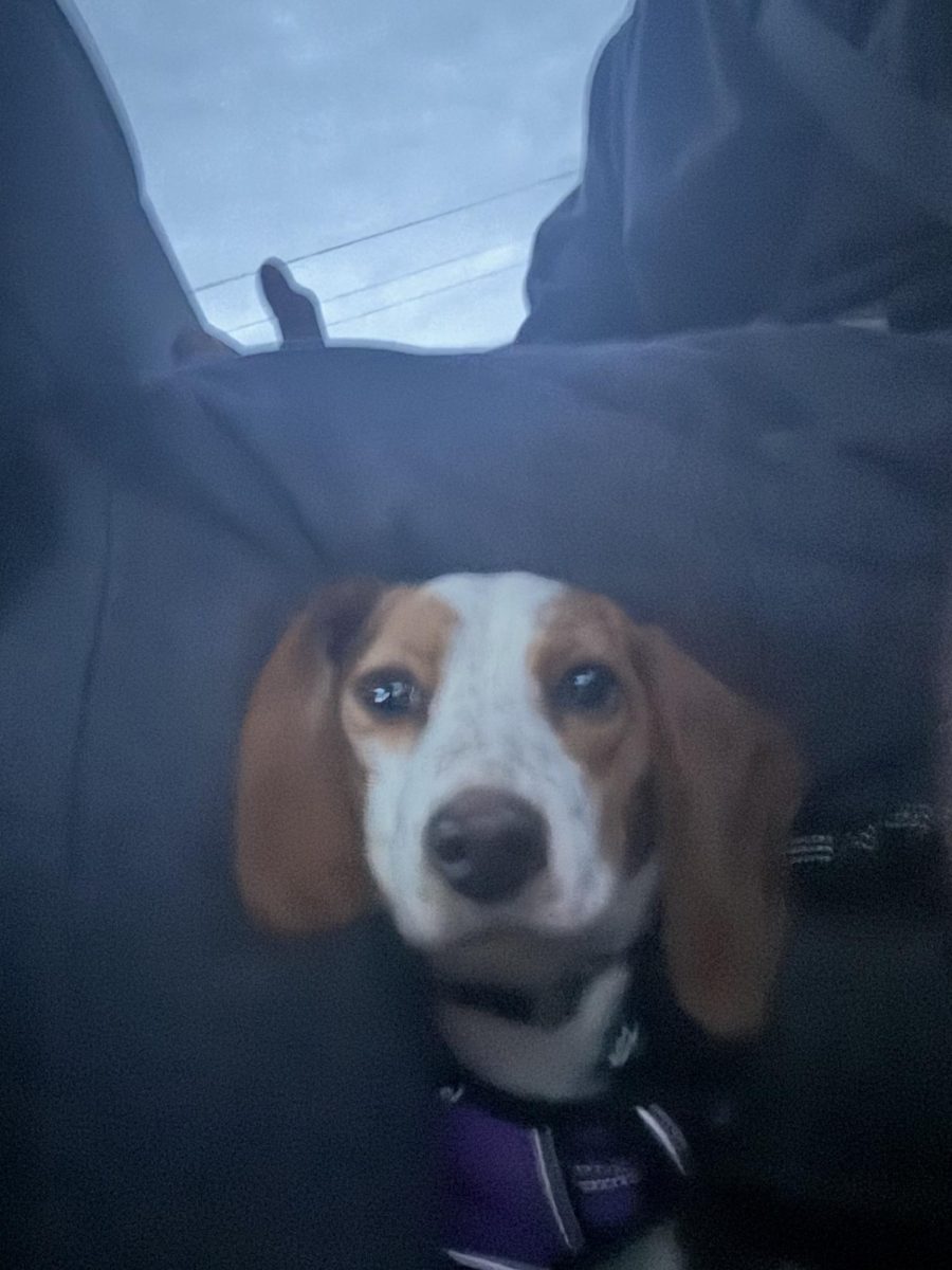 Luna (1)